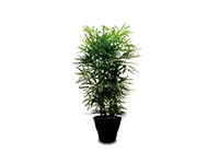 大型観葉植物 サムネイル