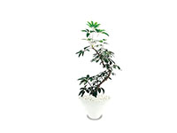 ブラッサイア