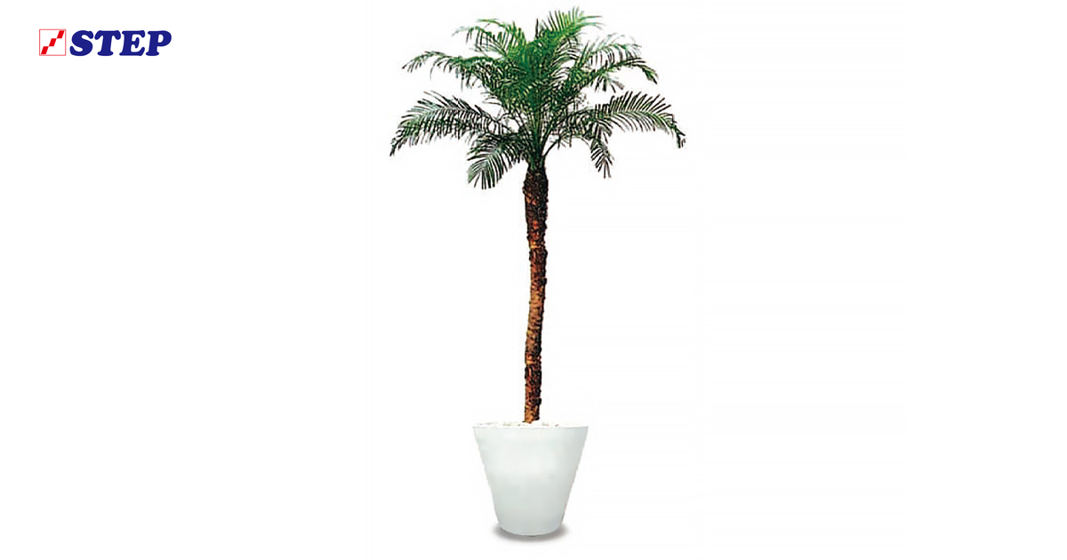 フェニックス・ロベレニーの観葉植物レンタル。レンタルなら、大阪